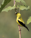 Goldfinch 3896